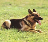 Adestramento de cães em Porto Velho