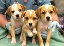 atendimento veterinário