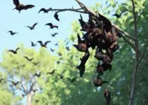 cuidados com morcegos