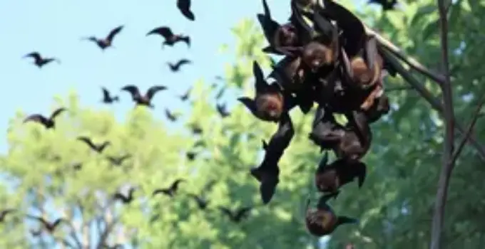 cuidados com morcegos