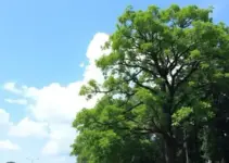Dia da Árvore